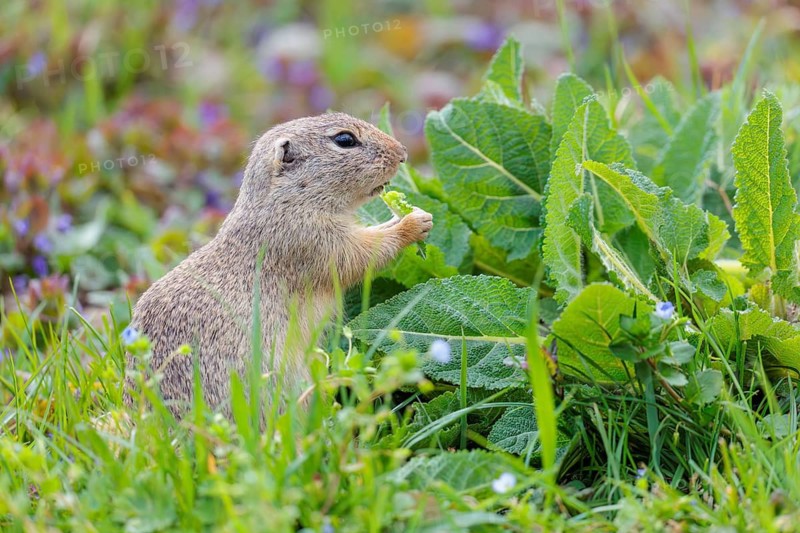 An adult ground squirrel (Spermophilus citellus) eats leaves and flowers on a cloudy day in a green meadow with tall vegetation. Austria