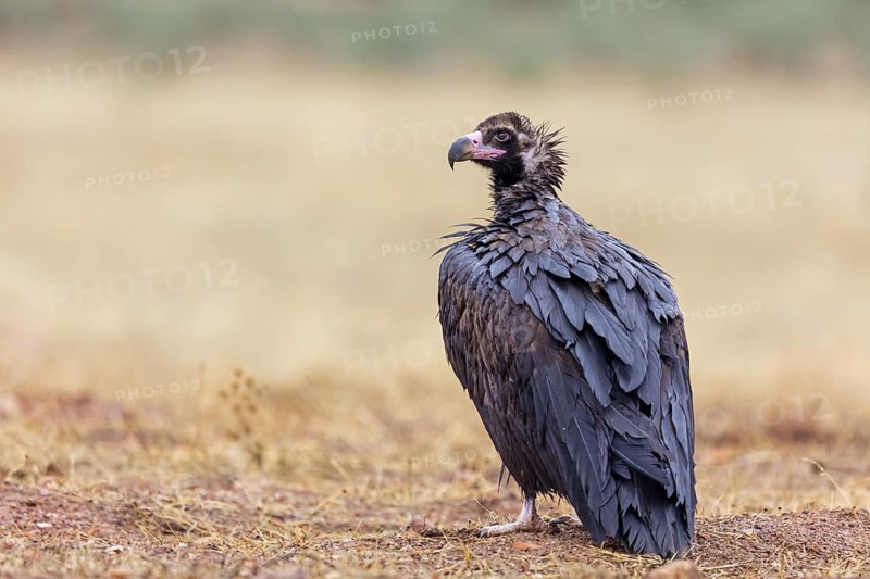 Cinereous Vulture, (Cinereous Vulture, Aegypius monachus), Animals, Birds, Sierra de San Pedro, Herreruela, Extremadura, Spain
