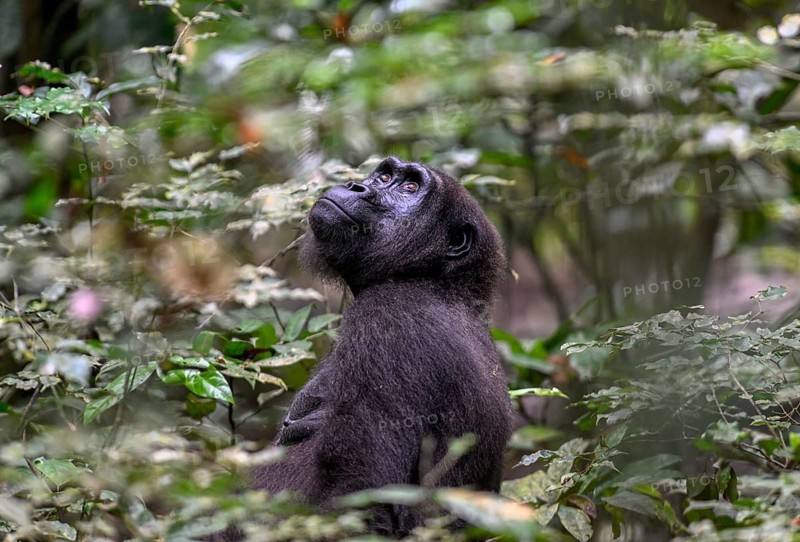 Western lowland gorilla (Gorilla gorilla gorilla), female, Loango National Park, Parc National de Loango, Ogooué-Maritime Province, Gabon