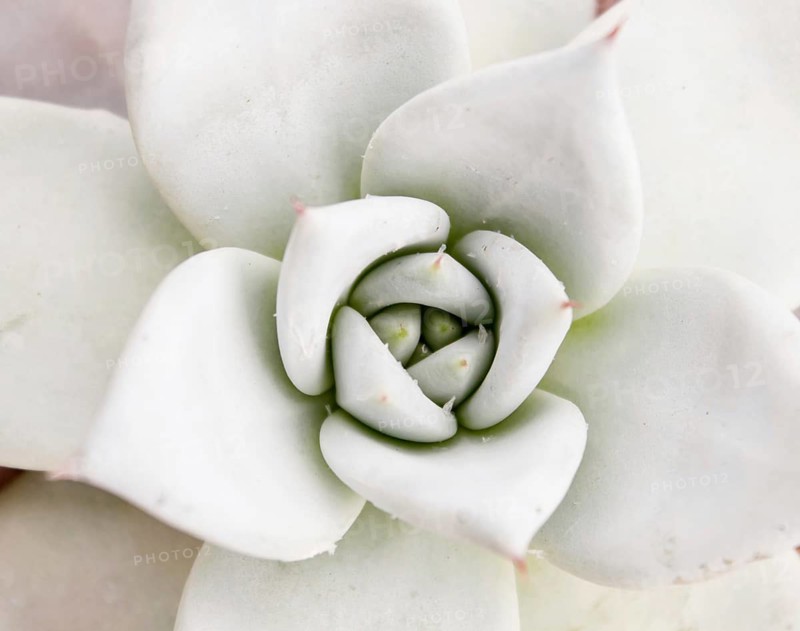 Beautiful succulent plant in greenhouse. Closeup, floral patterns, selective focus