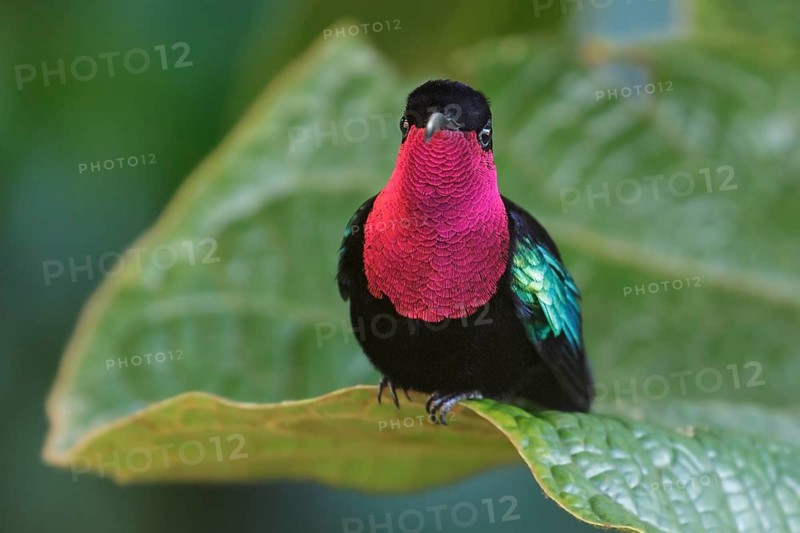 Purple-throated Carib (Eulampis jugularis) perched on a branch on the Caribbean Island of Martinique