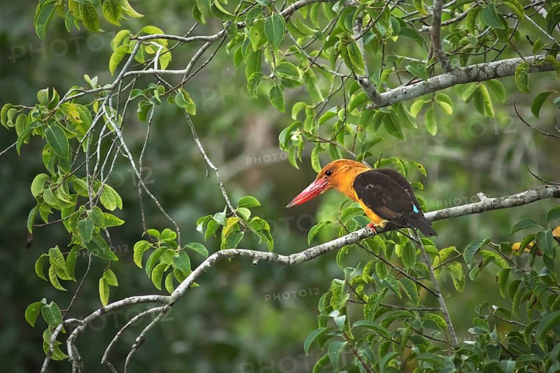 Brown-winged Kingfisher (Pelargopsis amauroptera) perched on a branch, West Bengal, India