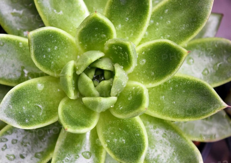Beautiful succulent plant in greenhouse. Closeup, floral patterns, selective focus