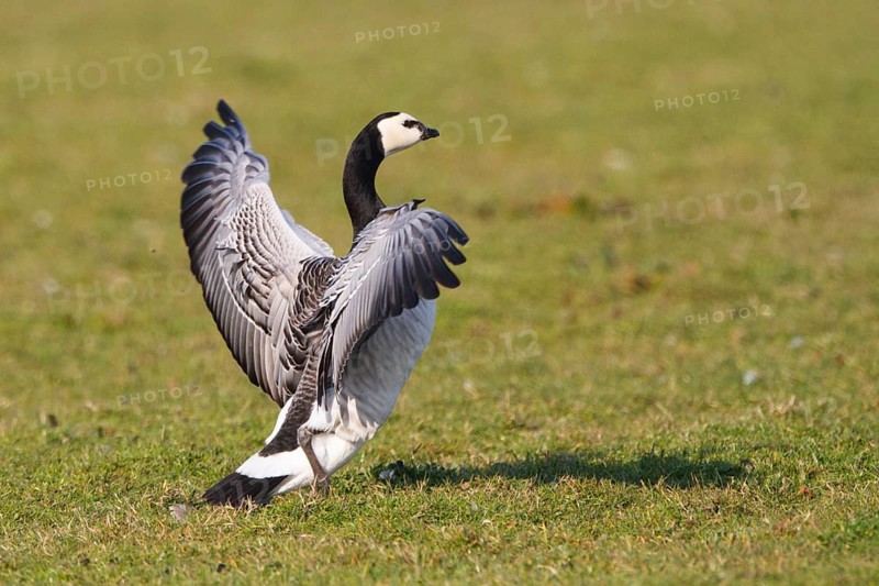 Barnacle Goose (Branta leucopsis), Netherlands