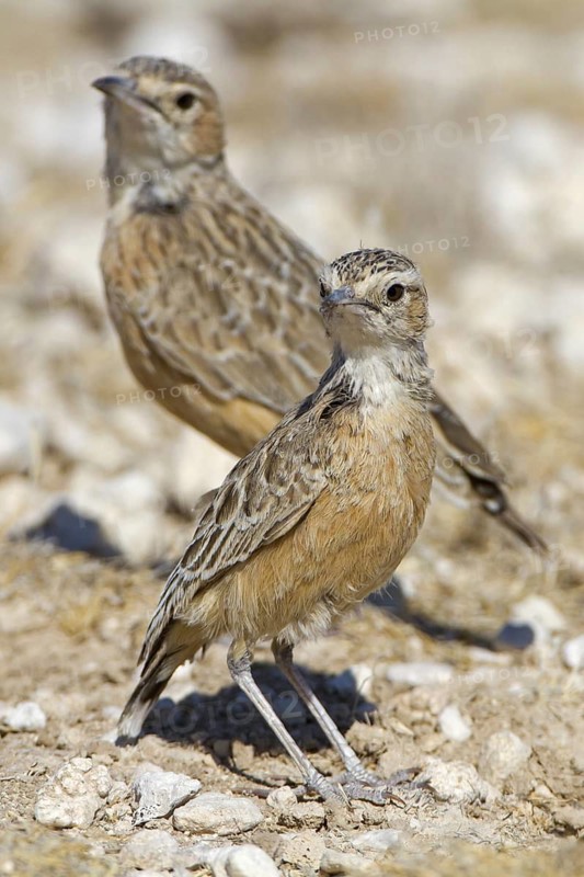 Spike-heeled Lark (Chersomanes albofasciata), Etosha National Park, Namibia