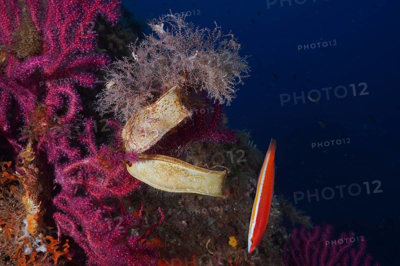 Large spotted catshark (egg capsule) (Scyliorhinus stellaris)