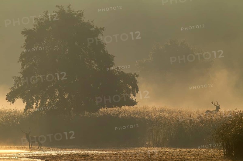 It's rutting season and two red deer (Cervus elaphus) are standing in the morning mist in a reed bed, morning mist, mystical, rutting season, deer rutting, September, Germany