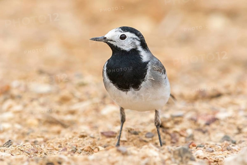 White wagtail, (Motacilla alba), animals, birds, songbird, family of wagtails and pipits, Israel