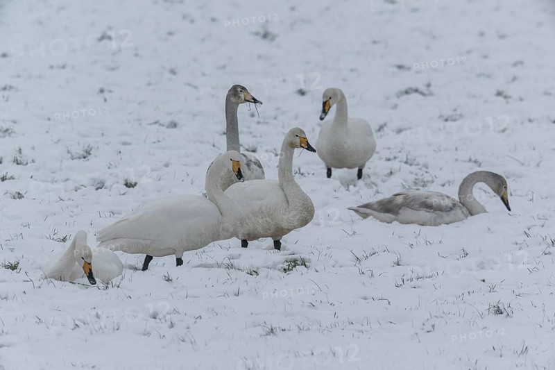 Whooper swans (Cygnus cygnus) in the snow, Emsland, Lower Saxony, Germany