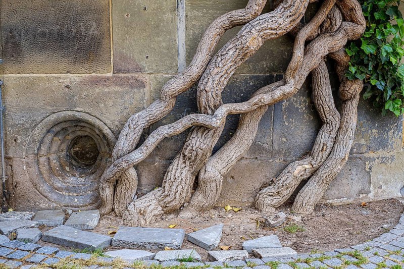 Common ivy, Hedera helix, growing on the outer wall of the Old Palace, Stuttgart, Baden-Württemberg, Germany