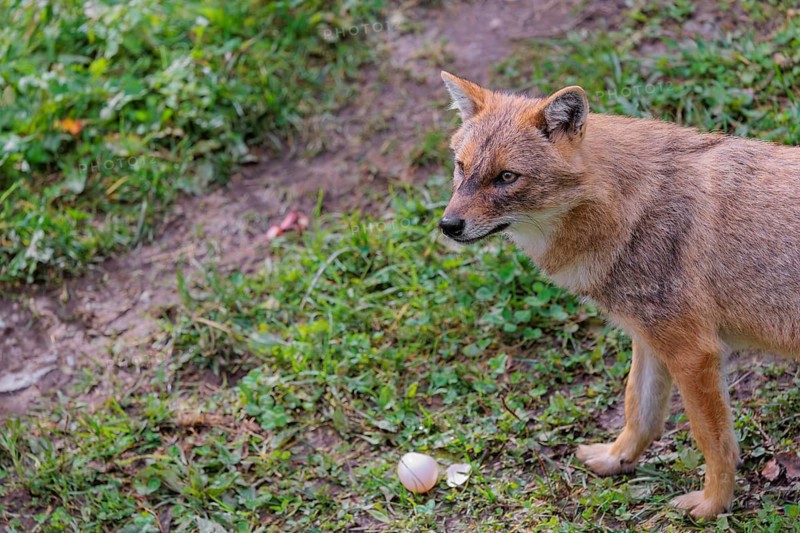 A golden jackal (Canis aureus) eats a hen's egg in a green meadow