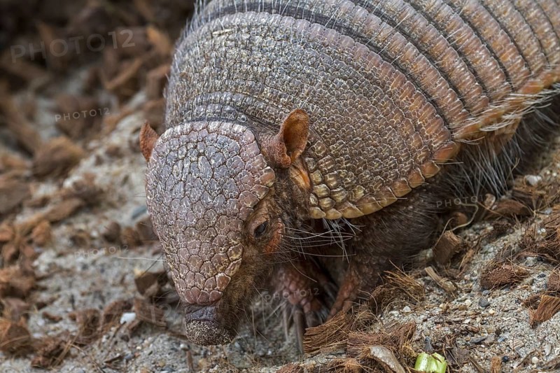 Screaming hairy armadillo (Chaetophractus vellerosus), small screaming armadillo, burrowing armadillo native to South America
