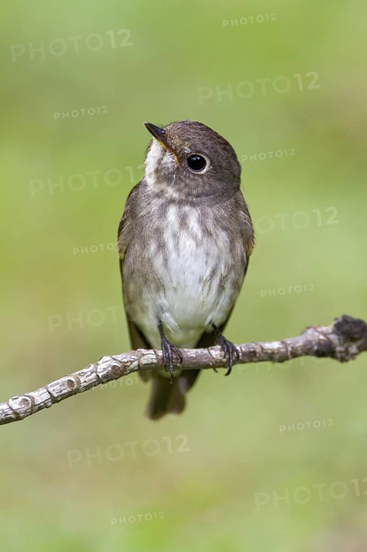 Dark-sided Flycatcher (Muscicapa sibirica), Singapore