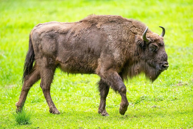 European bison (Bison bonasus) walking on a meadow in summer, Bavarian Forest, Germany