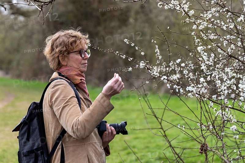 Woman looking at tree blossoms with interest, Moreton-in-Marsh, Cotswolds, England, Great Britain