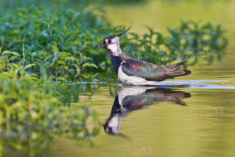 Northern Lapwing (Vanellus vanellus), Bavaria, Germany