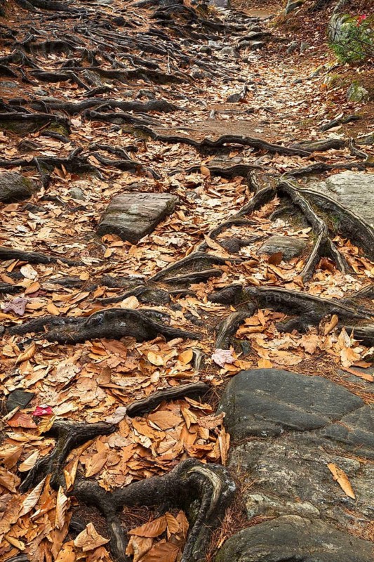 Close-up of exposed Pinus resinosa - Red Pine tree roots system and rocks plus fallen pine needles and deciduous tree leaves in autumn, Quebec, Canada