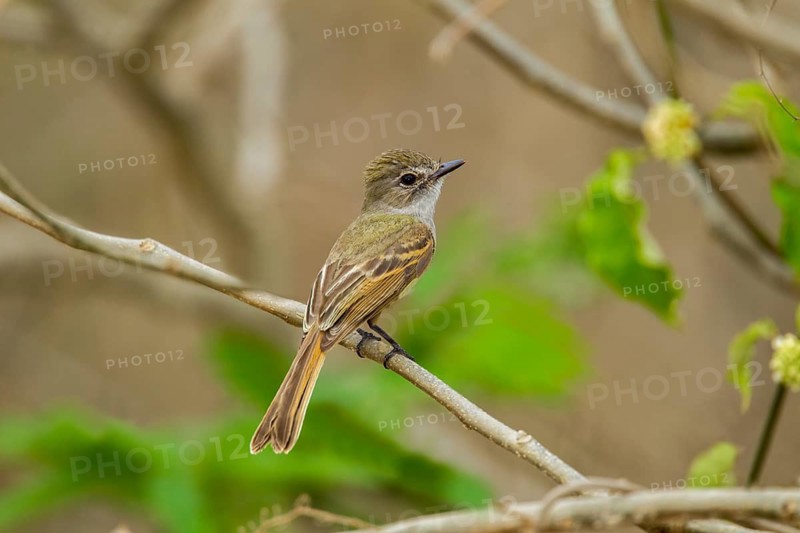 Flammulated Flycatcher Deltarhynchus flammulatus Tehualmixtle, Jalisco, Mexico 13 June Adult Tyrannidae