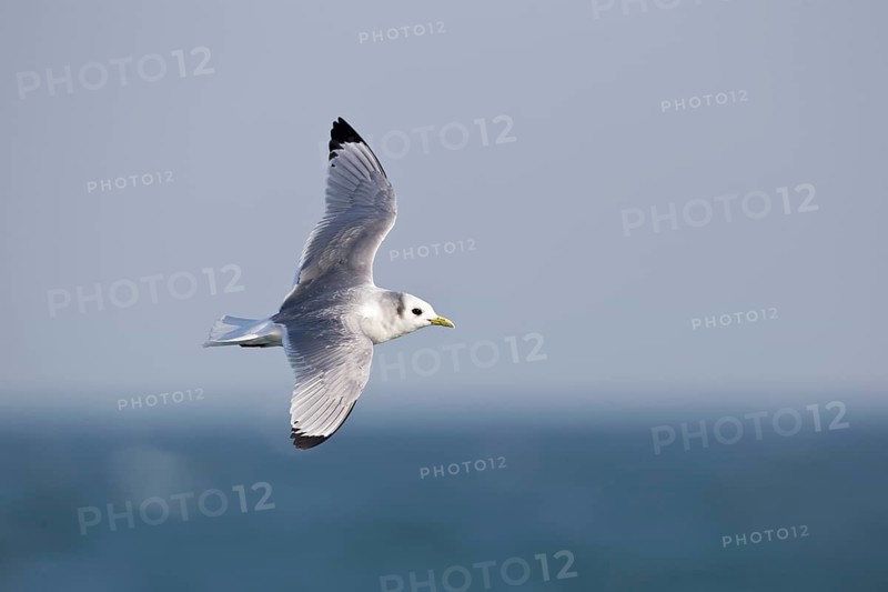 Black-legged Kittiwake (Rissa tridactyla tridactyla) flying, North Sea, Germany