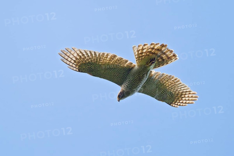 Northern Goshawk (Accipiter gentilis) flying, Hesse, Germany