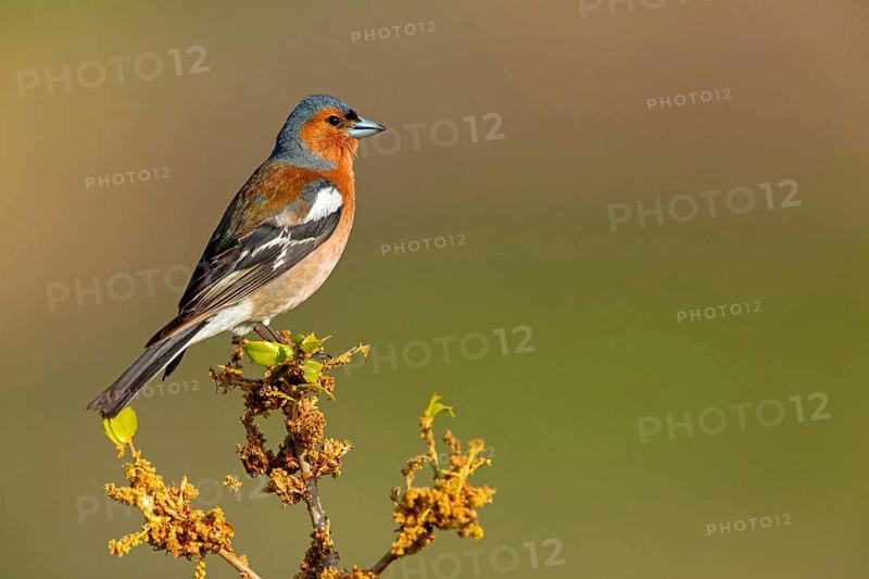 Chaffinch, Fringilla coelebs), animals, birds, perch, finch family, Lesbos Island, Greece