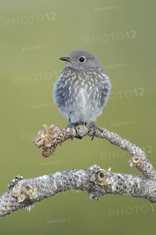 Mountain Bluebird (Sialia currucoides), Montana, USA
