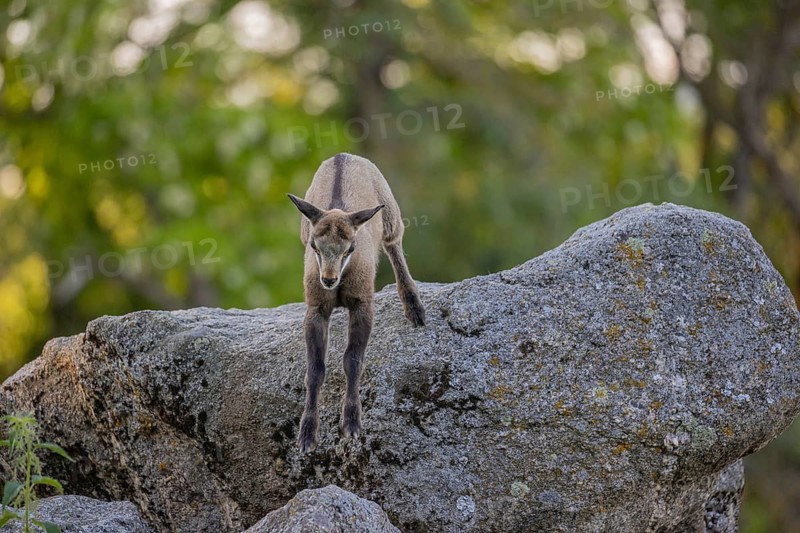 One young Chamois (Rupicapra rupicapra) standing on a rock. A green forest in the background