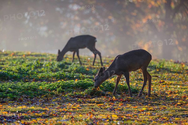 Two roe deer (Capreolus capreolus) stand grazing in a meadow at sunrise. The trees around show fall foliage