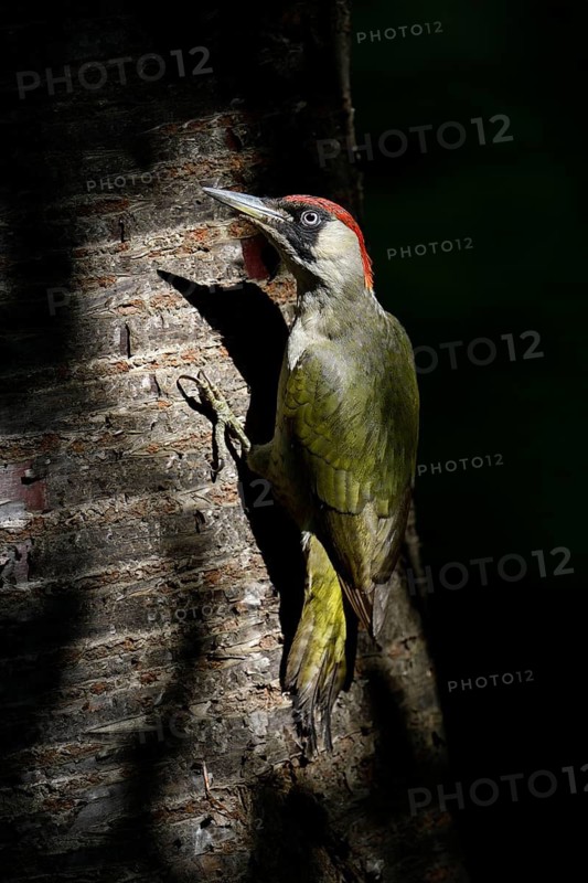 European Green Woodpecker (Picus viridis) female climbing tree trunk, North Rhine-Westphalia, Germany
