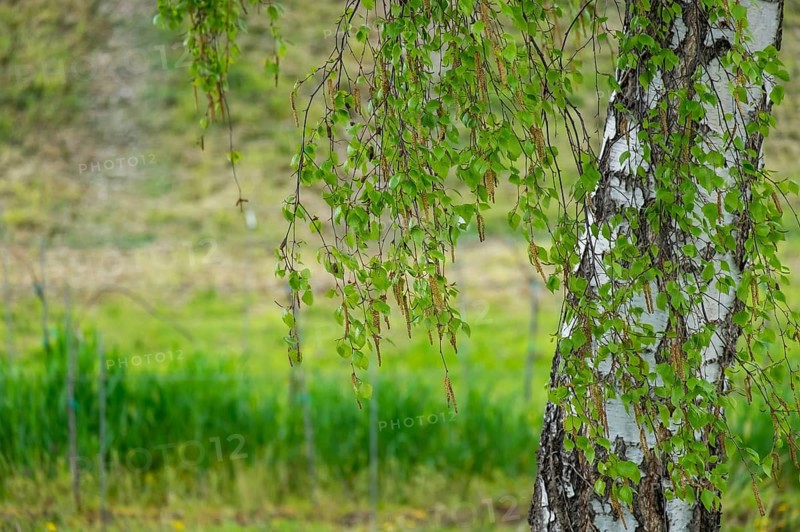 Silver birch (Betula pendula) in spring, Palatinate, Rhineland-Palatinate, Germany