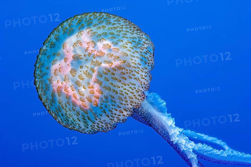 Close-up of stinging jellyfish (Pelagia noctiluca) swimming through blue sea water, Mediterranean Sea