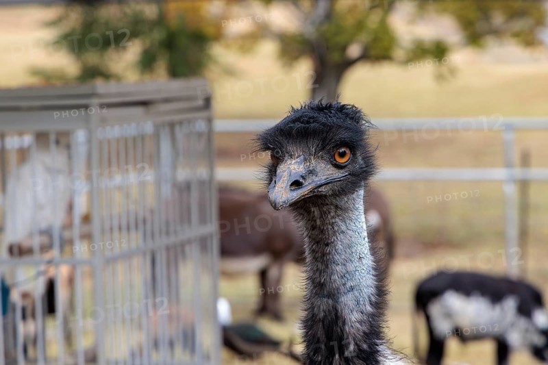 Close-up of the head of an emu (Dromaius novaehollandiae) in captivity on a farm in Tennessee
