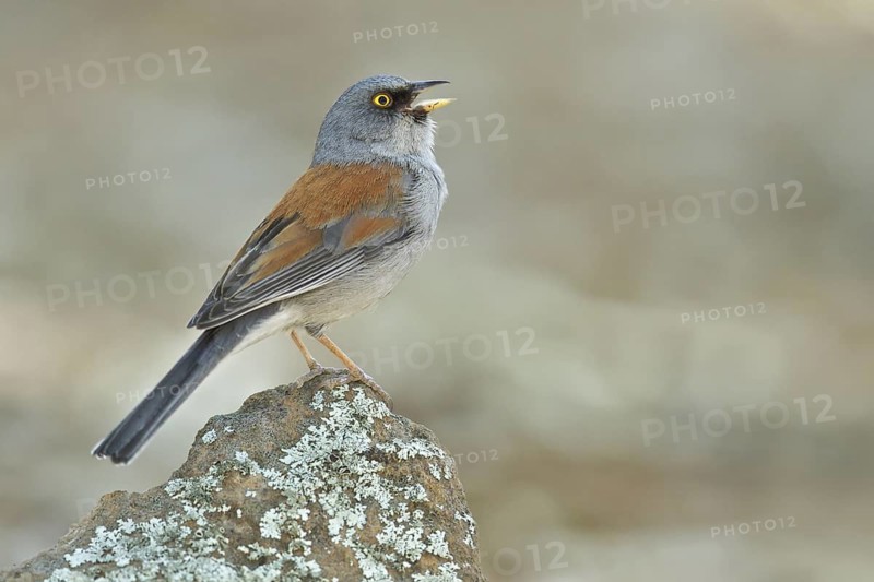 Yellow-eyed Junco (Junco phaeonotus) perched on a rock in southern Arizona, USA