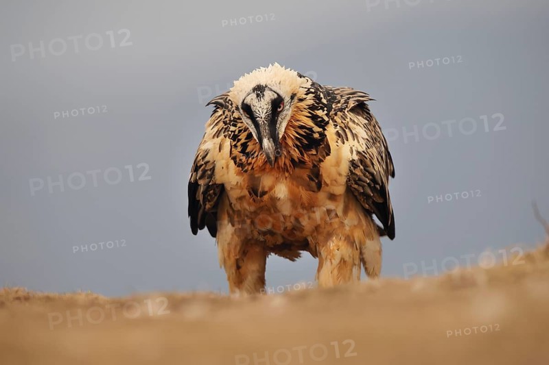 A subadult bearded vulture gazes intensely while standing on rugged terrain in the Pyrenees. This rare scavenger, known for its bone-eating habits, showcases its striking plumage