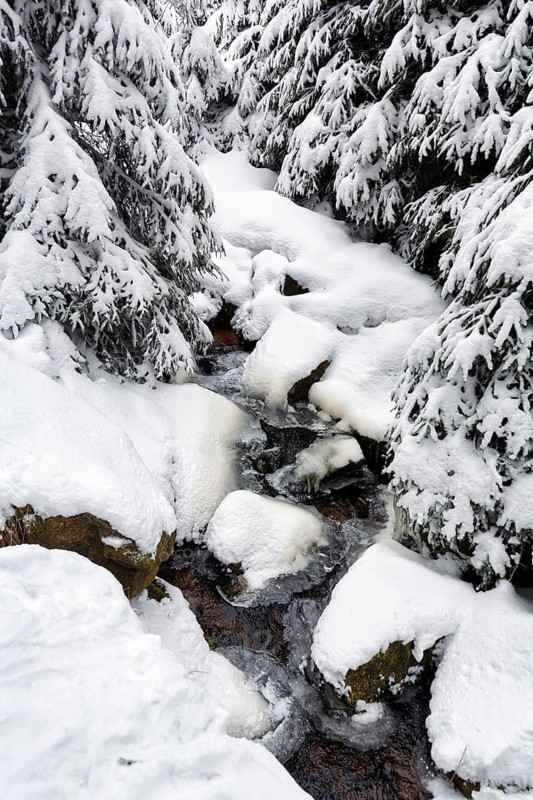 Snow-covered landscape, spruce forest, detail with stream, winter weather, Schierke, Wernigerode, Brocken, Harz National Park, Saxony-Anhalt, Germany