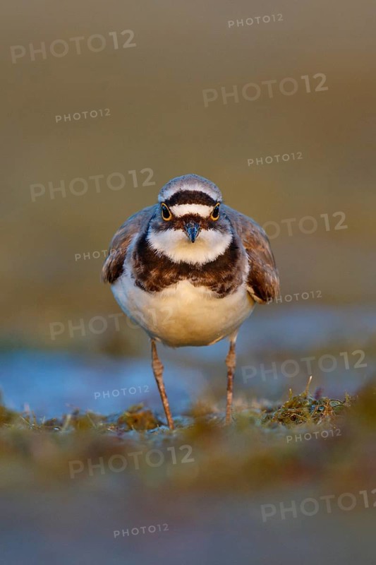 Little Ringed Plover (Charadrius dubius) male, North Rhine-Westphalia, Germany