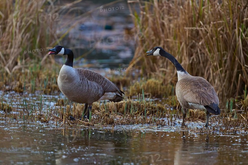 Canada goose (Branta canadensis), two geese standing in shallow water and calling surrounded by reeds, spring, Bavaria, Germany