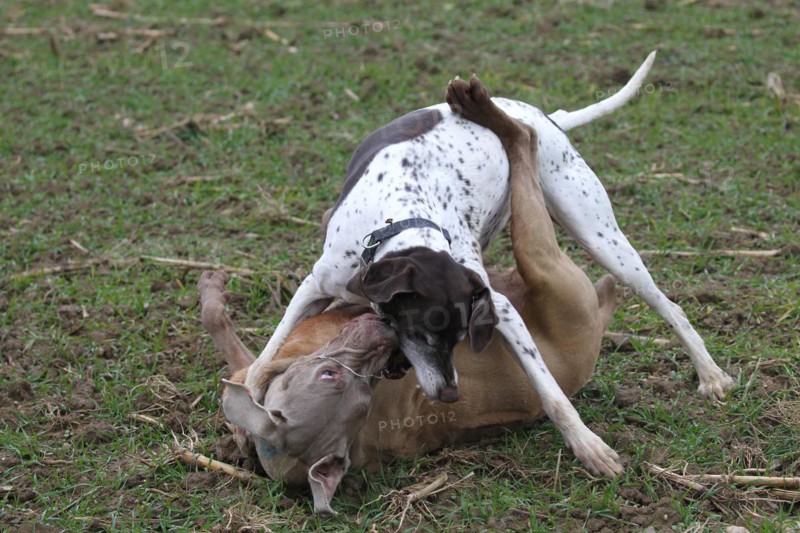 Hunting dog German Shorthair (white) and hunting dog Weimaraner Shorthair in dispute, Lower Austria, Austria