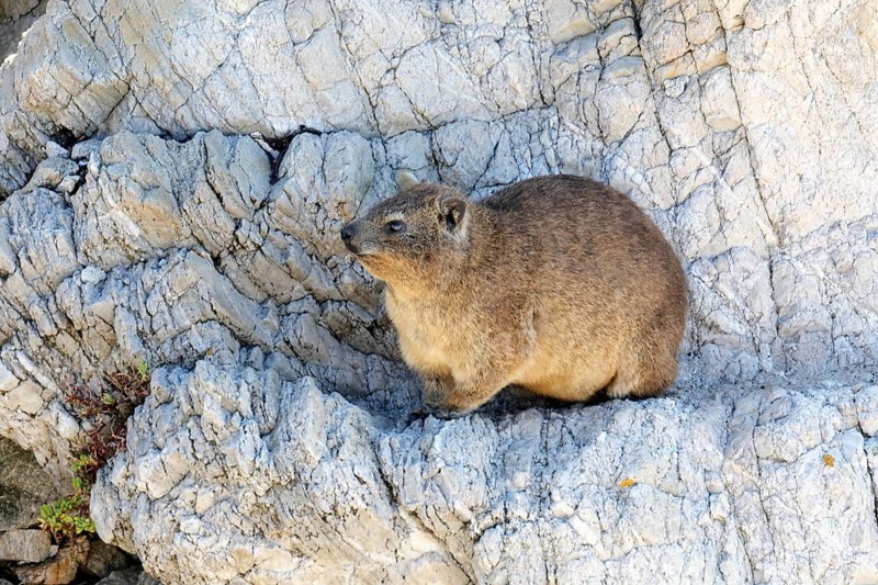 Rock hyrax (Procavia capensis), adult, rocks, alert, Stony Point, Betty's Bay, Western Cape, South Africa