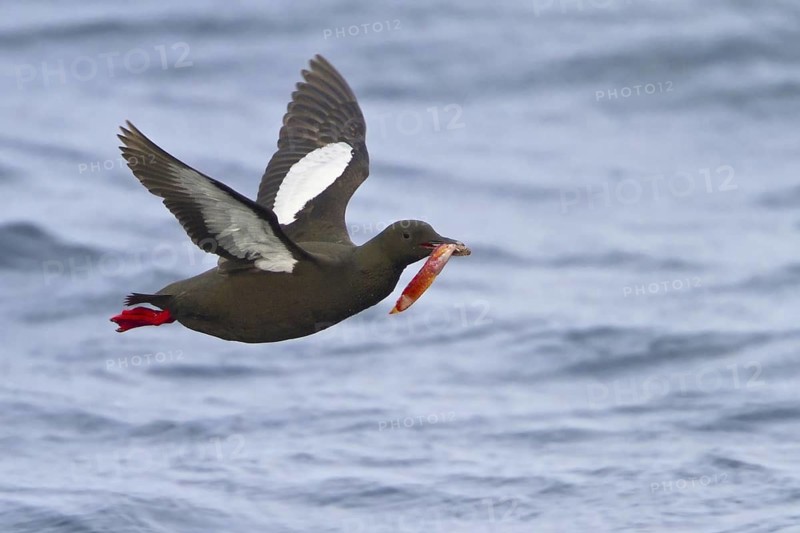 Black Guillemot (Cepphus grylle), Newfoundland, Canada