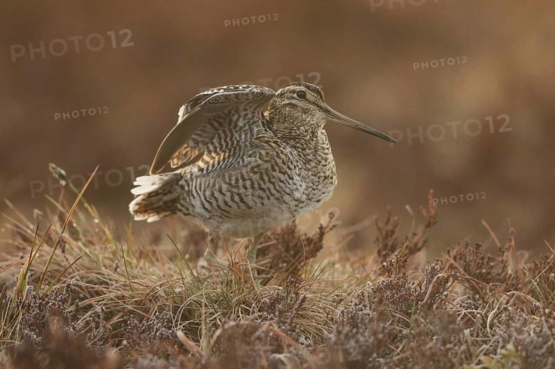 Great Snipe (Gallinago media), Buskerud, Norway