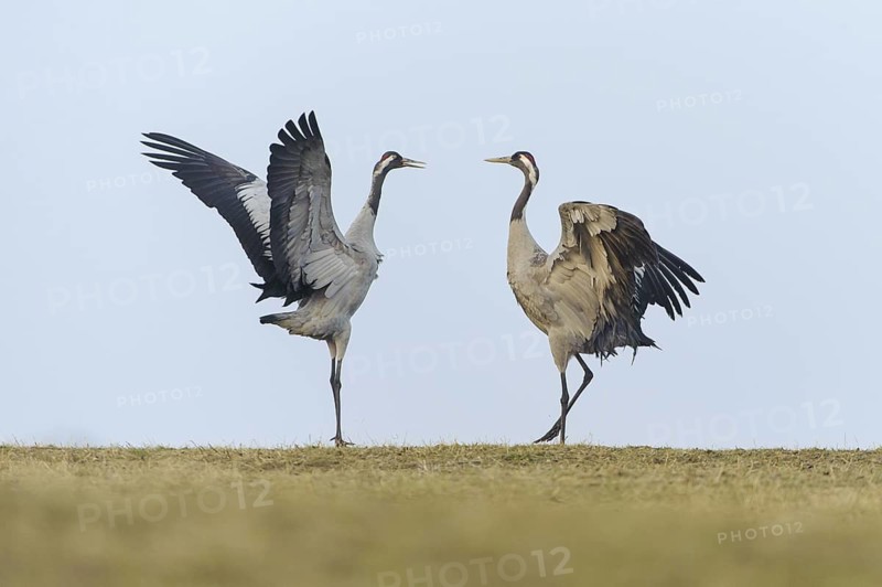 Common Crane (Grus grus) courting, Vaestergoetland, Sweden