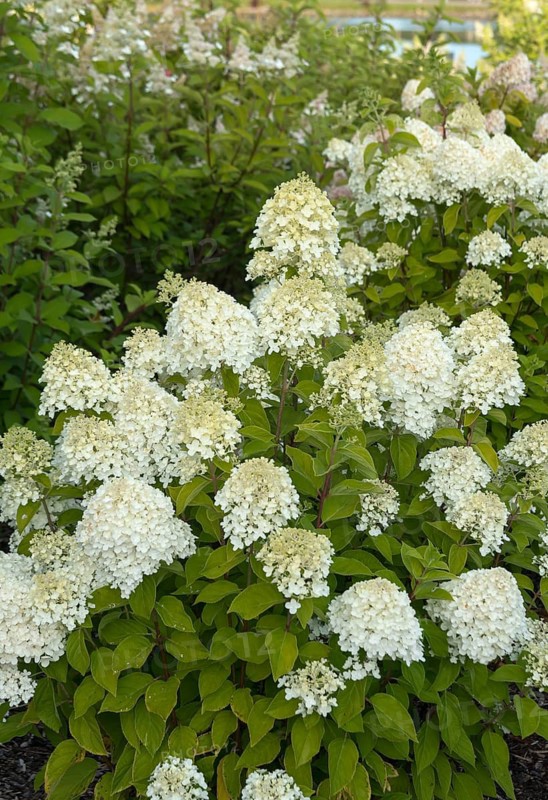 Panicle hydrangea (Hydrangea paniculata LIVING SUMMER SNOW), City Park, Finland