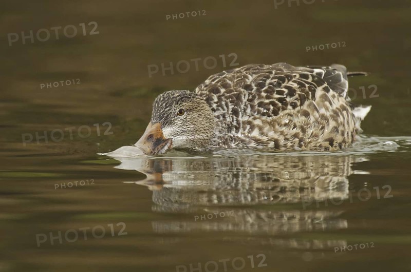 Northern Shoveler (Spatula clypeata) female, Arizona, USA