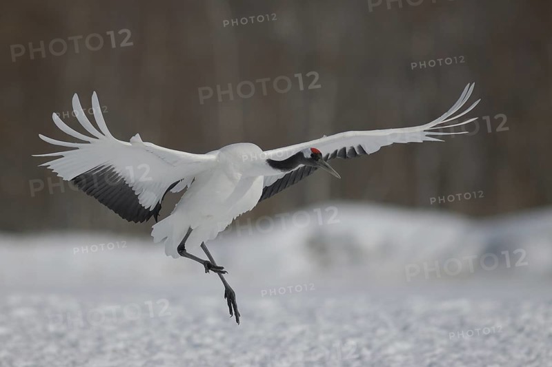 Red-crowned Crane (Grus japonensis) flying, Hokkaido, Japan
