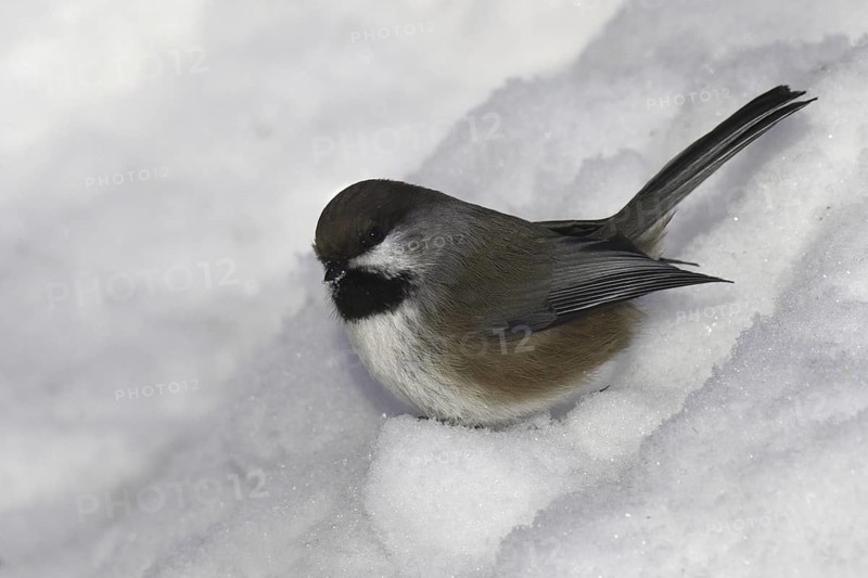Boreal Chickadee (Poecile hudsonicus), Minnesota, USA