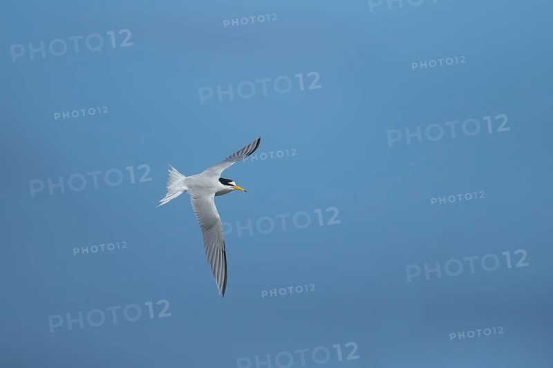 Little tern (Sternula albifrons) adult bird in flight in summer, Suffolk, England, United KIngdom