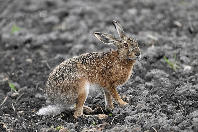 European hare (Lepus europaeus), standing in a field, Lake Neusiedl National Park, Seewinkel, Burgenland, Austria