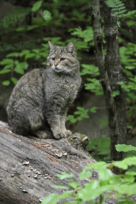 Wild cat (Felis silvestris) sitting on fallen tree trunk in woodland, Bavarian Forest, Germany