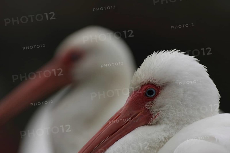 Portrait of two White Sicklebirds (Eudocimus albus), depth of field, detail, Homosassa, Florida, USA